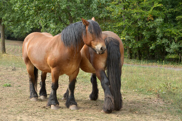 Obraz premium zwei Pferde
