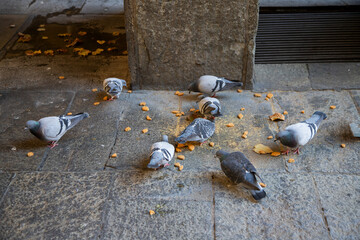 Pigeons feeding on bread crumbs in city center, capturing urban wildlife interactions and the charm of city life.