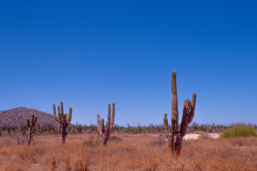 Baja California Sur Mexico