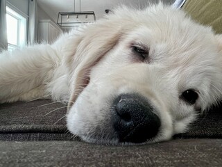 Sleeping golden retriever puppy 