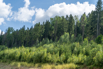 Green forest trees. Nature background.