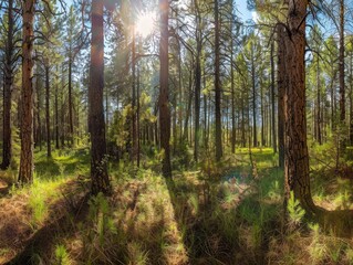 Fototapeta premium Sunlight Filtering Through a Dense Pine Forest