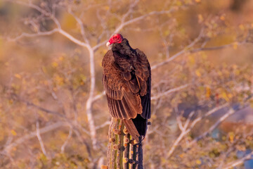Baja California Sur Mexico
