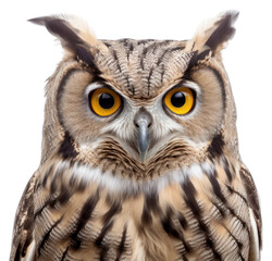 Obraz premium PNG Owl animal beak bird transparent background