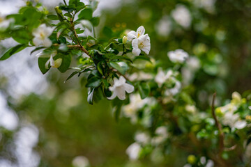 The flower (Murraya paniculata) or Adaman Satinwood, commonly known as Orange jessamine in Burmese, is called the Thanaka flower. It is a beautiful white flower. This photo was taken in Myanmar.