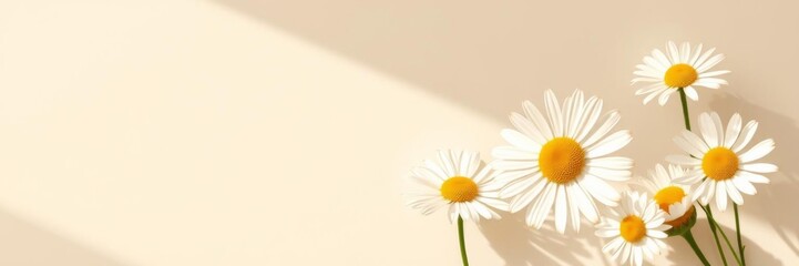 Elegant chamomile daisy flowers pattern with sunlight shadows on beige background, background, neutral
