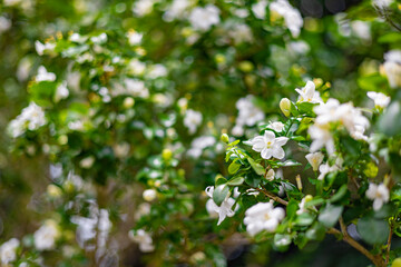 The flower (Murraya paniculata) or Adaman Satinwood, commonly known as Orange jessamine in Burmese,...
