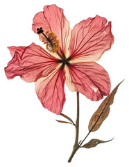 Fototapeta premium PNG Pressed a Hibiscus hibiscus flower illustration.