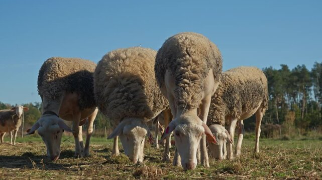 Purebred French Lacaune dairy sheep and ewes with livestock tags nibbling and eating grass on a rural pasture. Breeding sheep in agriculture for milk. Grazing and feeding livestock on the farm.