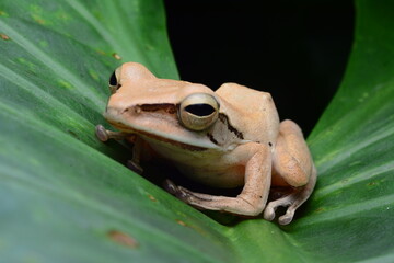 frog