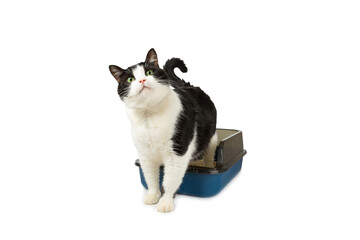 Cute cat with cat litter box isolated on white background. A domestic cat is accustomed to the toilet, a litter box. cleaning cat litter tray at home, closeup. Pet care concept. Copy space.