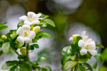 Obraz premium The flower (Murraya paniculata) or Adaman Satinwood, commonly known as Orange jessamine in Burmese, is called the Thanaka flower. It is a beautiful white flower. This photo was taken in Myanmar.
