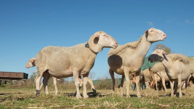 A ram stands next to a ewe and watches the herd. A flock of purebred French Lacaune dairy sheep with livestock tags. Breeding sheep in agriculture for milk that is used in Brie cheese production.