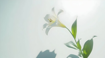 A delicate white lily stands gracefully against a soft, light background.