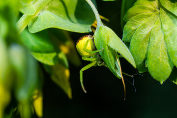 The Green Crab Spider, Diaea dorsata, hunts for prey on a white wood anemone flower