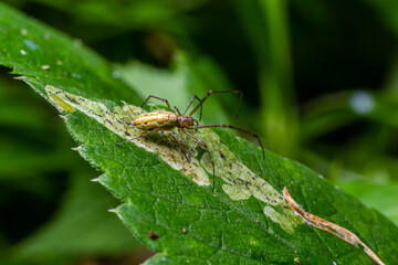 Long Jawed Spider Tetragnatha Extensa Long-Jawed Orb Weaver Spider