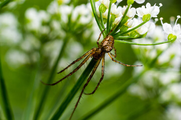 Long Jawed Spider Tetragnatha Extensa Long-Jawed Orb Weaver Spider