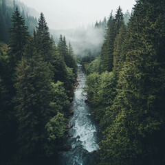 fog in the mountains