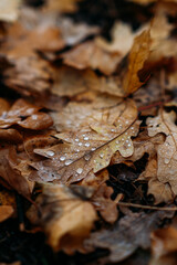 Raindrops on dry brown autumn leaves in soft focus, emphasizing organic textures and natural decomposition. Eco-friendly ground cover and soil enrichment concept