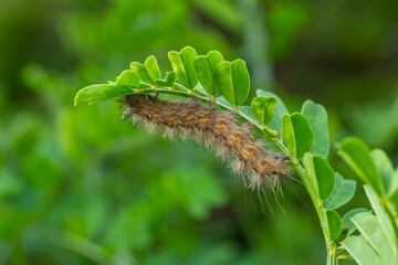 Hairy caterpillar on juicy fresh green leaves. Furry caterpillar against soft blurred background