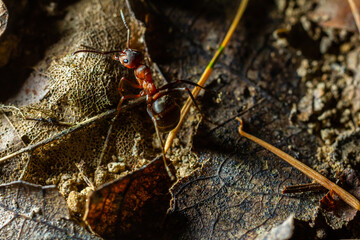 Fourmi rousse des bois Formica rufa in its natural element