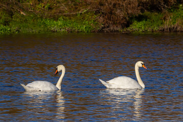 A white mute swan swims on a calm body of water. The water is blue. The swan has slightly raised...