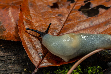 arion intermedius slug animal macro photography