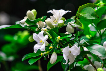 The flower (Murraya paniculata) or Adaman Satinwood, commonly known as Orange jessamine in Burmese,...