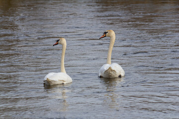 Obraz premium A white mute swan swims on a calm body of water. The water is blue. The swan has slightly raised its wings