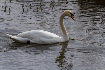 A white mute swan swims on a calm body of water. The water is blue. The swan has slightly raised its wings