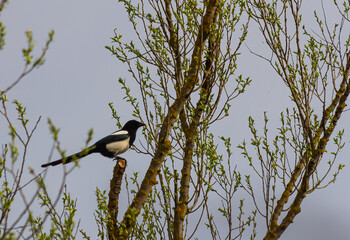 The Eurasian magpie or common magpie Pica pica