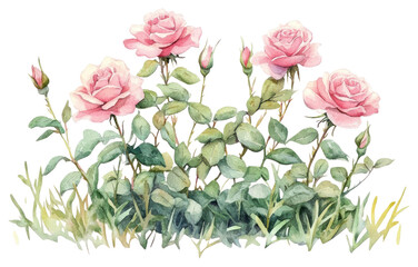 Fototapeta premium PNG Rose bushes roses art illustration.