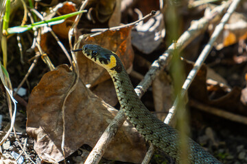 The grass snake Natrix natrix, sometimes called the ringed snake or water snake, is a Eurasian non-venomous snake. Mating time in spring in the forest