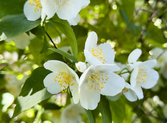 Blooming mock orange Philadelphus a decorative shrub from the Hydrangeaceae family, with white fragrant flowers and bright green leaves on a sunny day.