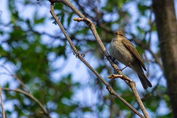 Chiffchaff, Phylloscopus collybita, perched on a tree branch