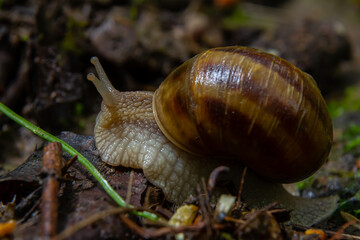 Helix pomatia, common names the Roman snail, Burgundy snail, edible snail, or escargot - perfect macro details
