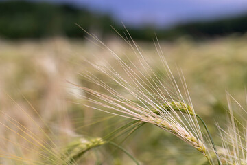 cloudy weather in a field with ripe wheat