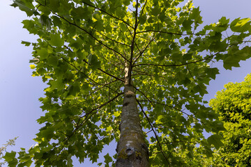 the green foliage of a tulip tree in sunny weather