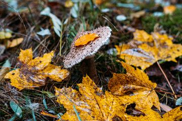 Mushroom with autumn leaf on cap surrounded by yellow fallen leaves in forest. Fungi foraging, wilderness exploration, natural ecosystem concept