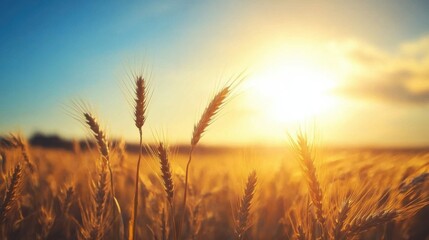Fototapeta premium A field of wheat swaying in the wind under a bright sun