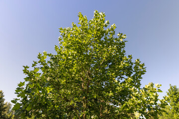 the green foliage of the sycamore tree in the summer
