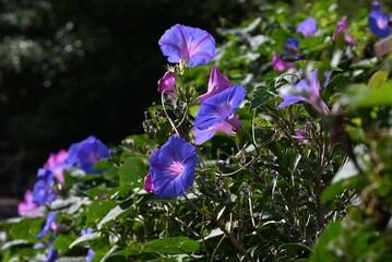 Ipomoea indica (Blue morning glory) flowers. Convolvuaceae perennial vine. Blue flowers bloom from early summer to autumn.