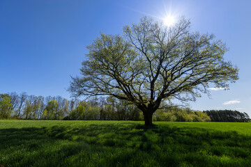 a tree growing in a field with green wheat