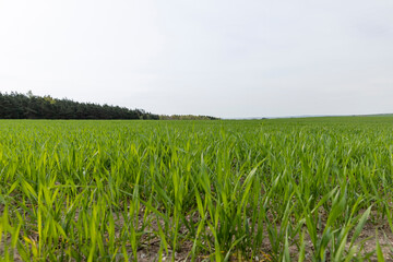 green wheat in cloudy weather in spring