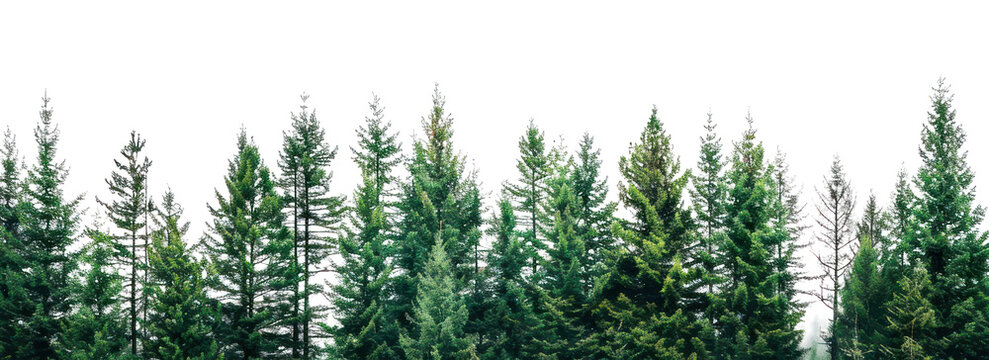 PNG Lush evergreen forest treetops horizon