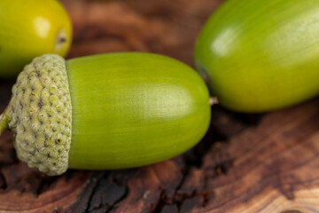 details of green immature oak acorns in close-up