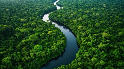 Aerial view of a dense forest with a river snaking through it