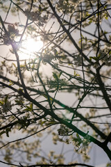 Obraz premium sunny weather in an orchard with cherries