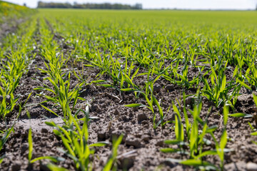 green wheat sprouts in a farmer's field