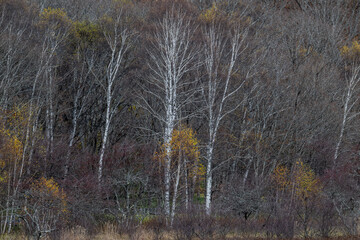 秋の小田代ヶ原と白樺